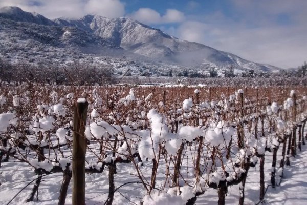 Viña cordillerana escogida como la mejor del año en Guía Descorchados