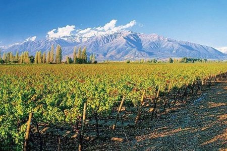 <p>Concha y Toro cierra 2024 como la viña más vendida en Brasil, con un 16% del mercado</p>