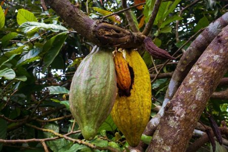 <p>Brasil construirá una planta de cacao más grande que Manhattan: será la mayor explotación del mundo</p>