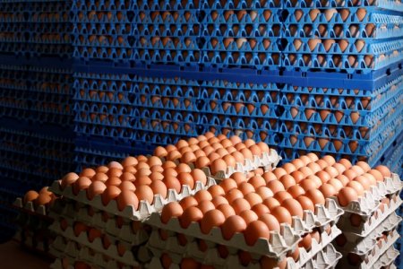 <p>Gripe aviar en EEUU reordena el mercado de huevos: suben precios, crece el contrabando desde México y Brasil entra al juego</p>