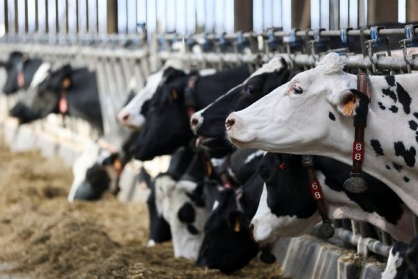 Ganaderos mexicanos en riesgo: EEUU amenaza con restringir importaciones de carne por temor a gusano barrenador y Sheinbaum refuerza controles