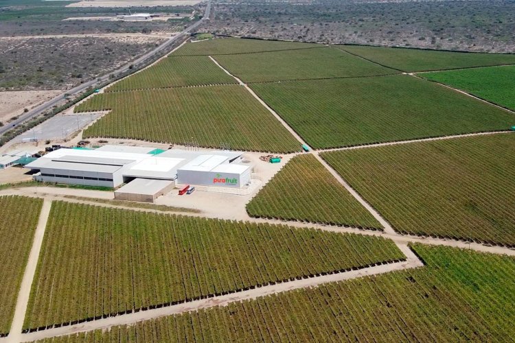 <p>El nutrido abanico de negocios que busca expandir la dupla Cueto y Piñera Morel en Perú</p>