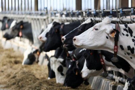 <p>EEUU y México habrían llegado a acuerdo sobre importación de carne ante avance de gusano barrenador: en unas horas entregarán detalles</p>