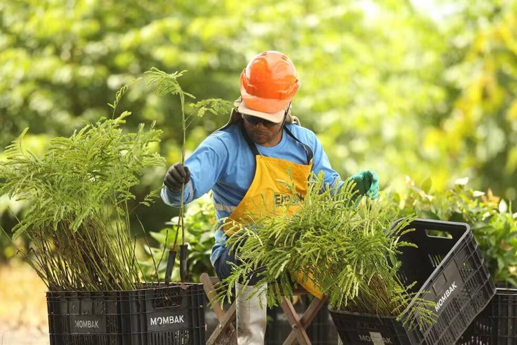 <p>Empresa brasileña de reforestación Mombak recauda US$ 30 millones en ronda liderada por USV</p>