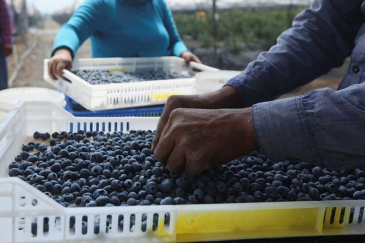 <p>Exportadores de arándanos de Perú temen impacto por aranceles de Trump</p>