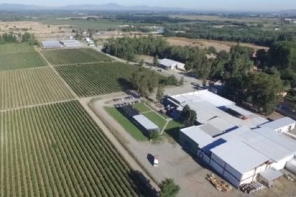 <p>Desde querella por estafa a una reorganización para evitar la quiebra: el momento de tradicional exportadora de berries orgánicos</p>