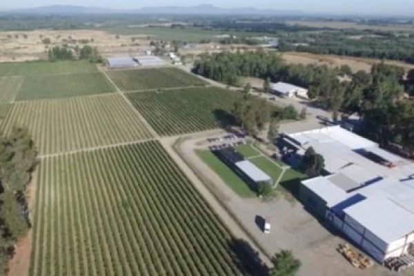 <p>Desde querella por estafa a una reorganización para evitar la quiebra: el más que complejo momento de tradicional exportadora de berries orgánicos</p>