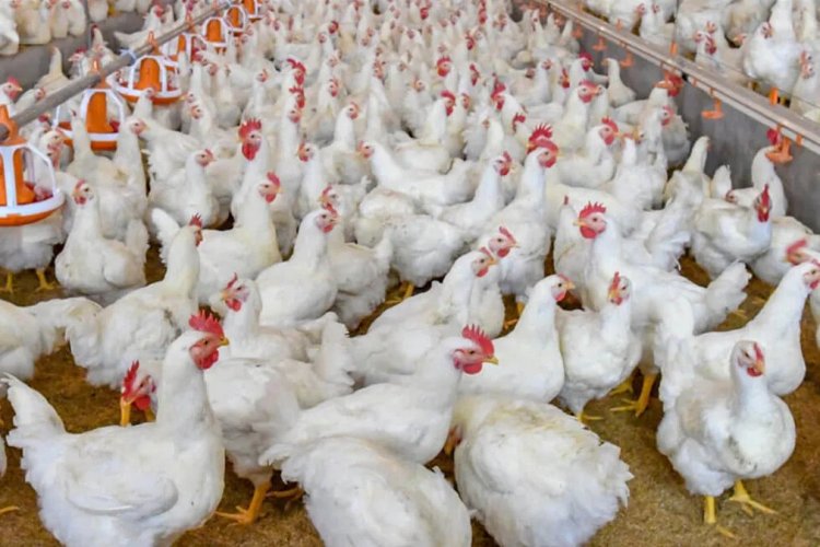 <p>Brasil confirma brote de gripe aviar: China, Argentina y la UE suspenden importaciones de pollo</p>