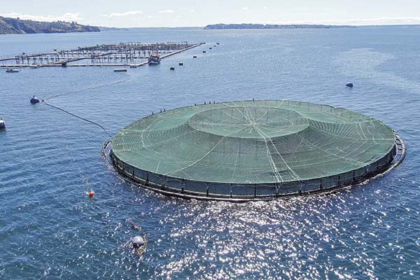 <p>La desconocida disputa que enfrenta a AquaChile con Nova Austral tras la compraventa de smolts de salmón</p>