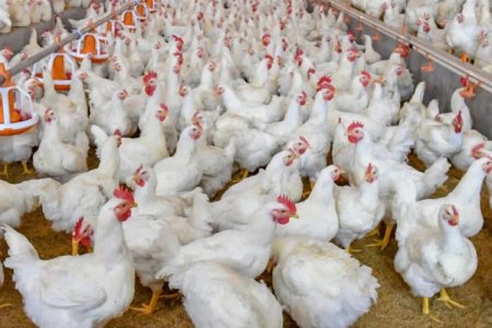 <p>Brasil confirma brote de gripe aviar: China, Argentina y la UE suspenden importaciones de pollo</p>