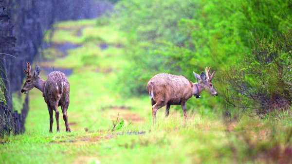 <p>La cruzada por el huemul de la familia Petermann</p>