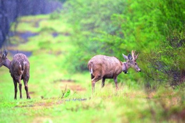 La cruzada por el huemul de la familia Petermann