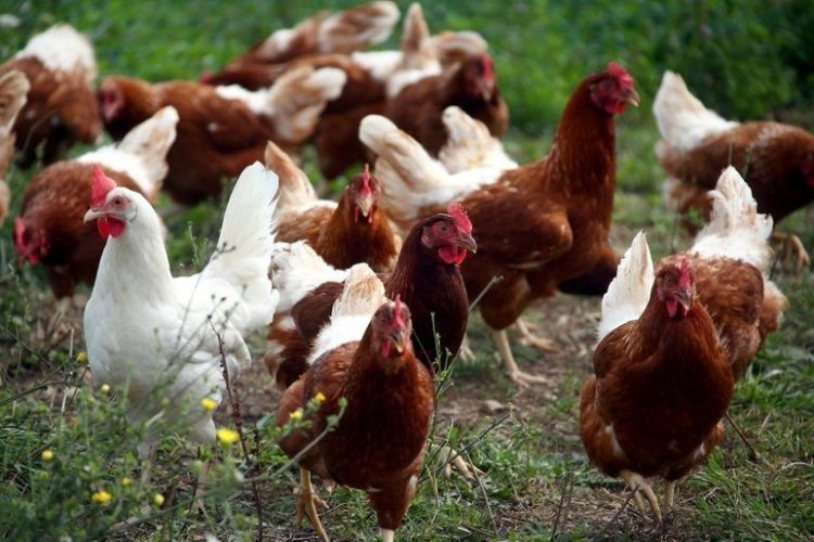 <p>Gripe aviar en Brasil: crece la lista de países que suspenden importaciones de pollo</p>