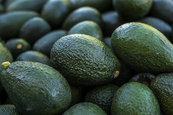 <p>Palta chilena: industria proyecta que la actual temporada será la mejor de los últimos 10 años</p>