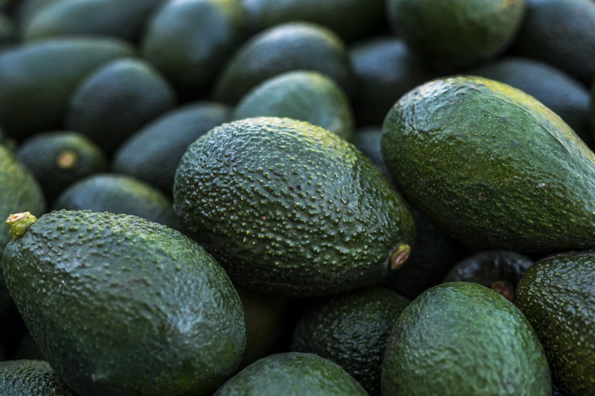<p>Palta chilena: industria proyecta que la actual temporada será la mejor de los últimos 10 años</p>