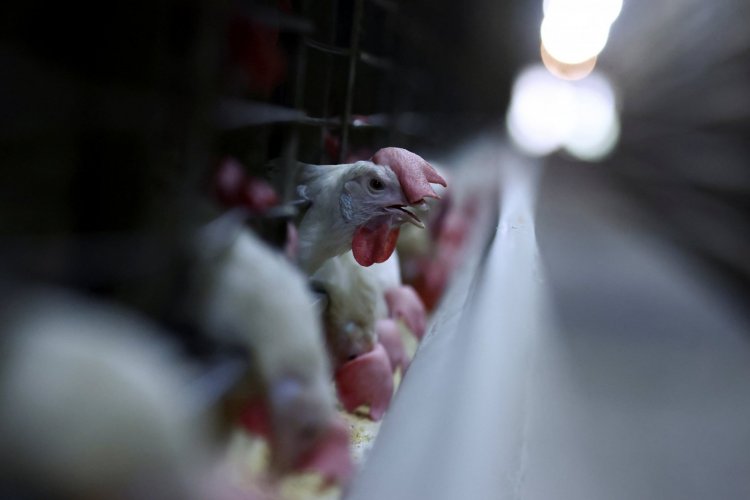 <p>Colombia y Rusia se suman a la lista de países que suspendieron compras de pollo a Brasil por gripe aviar</p>