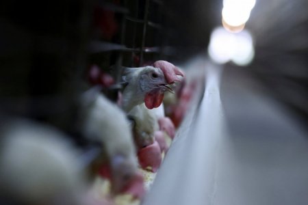 <p>Colombia y Rusia se suman a la lista de países que suspendieron compras de pollo a Brasil por gripe aviar</p>