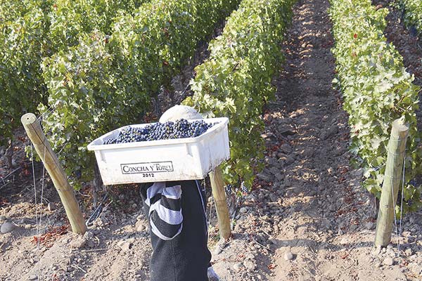 <p>Ganancias de Concha y Toro aumentan 8,2% en el primer trimestre y encadena seis trimestres de facturación al alza</p>