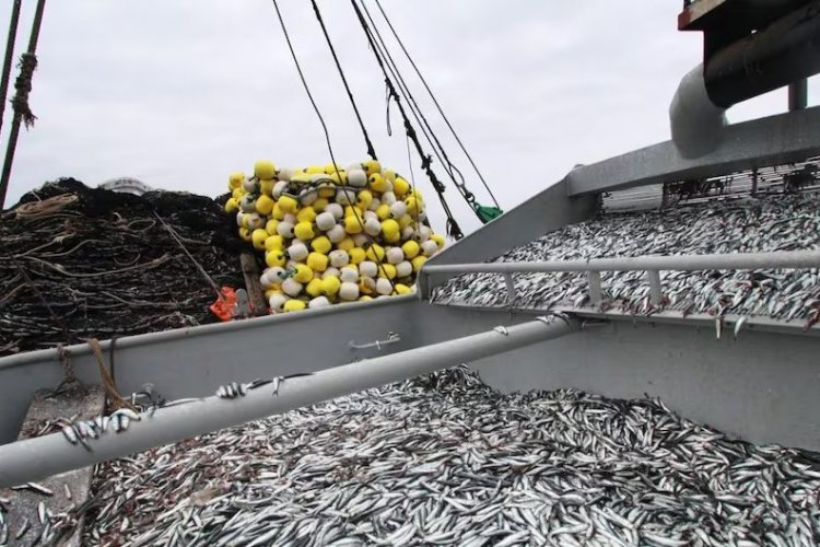 <p>Pesca de anchoveta en Perú bate récord en solo 34 días</p>