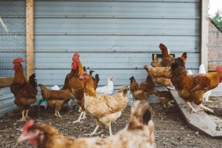 <p>Brote de gripe aviar en Brasil no afecta a los importadores de pollo en Colombia</p>