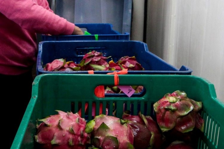 <p>Desde Perú, la pitahaya busca un espacio en Walmart de Estados Unidos</p>