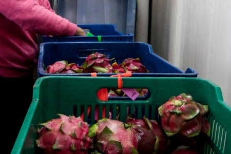 <p>Desde Perú, la pitahaya busca un espacio en Walmart de Estados Unidos</p>