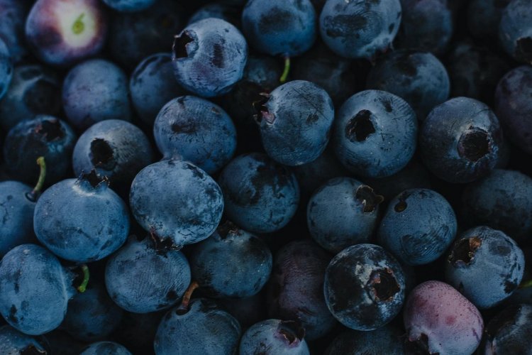 <p>Perú autoriza el ingreso de 150.000 plantas de arándano desde Chile</p>