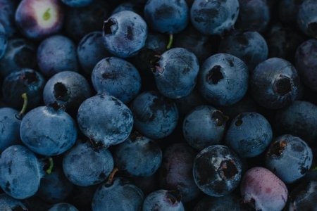 <p>Perú autoriza el ingreso de 150.000 plantas de arándano desde Chile</p>