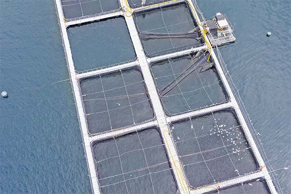 <p>Salmonera canadiense Cooke irá a la Corte Suprema para anular resolución de la SMA que paralizó uno de sus centros</p>