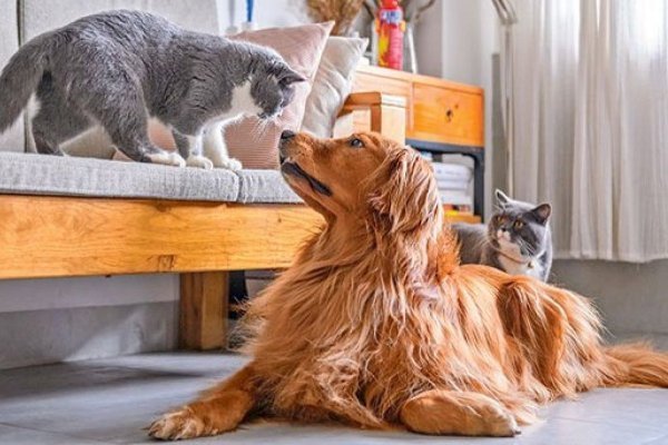<p>Cae la venta de pañales y sube el gasto en mascotas: cómo la demografía está cambiando aceleradamente el consumo en Chile</p>