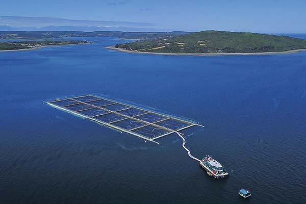 <p>Exgerentes de Nova Austral son condenados por contaminación de aguas y falsa declaración</p>