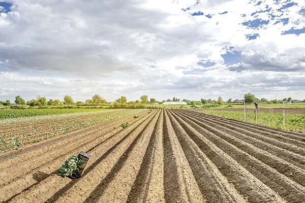 <p>Avalúos fiscales de terrenos agrícolas se dispararon hasta 190% en 2024: regiones del extremo norte y sur lideran alzas</p>