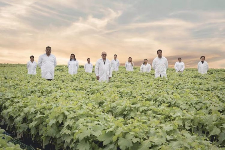 <p>Vivero peruano Los Viñedos firma acuerdo clave con biotecnológica chilena y acelera su plan de diversificación</p>