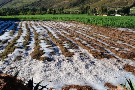 <p>Frío extremo pondría en riesgo a casi medio millón de hectáreas de cultivo en Perú</p>