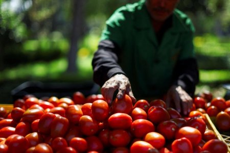 <p>EEUU revisará la cuota antidumping contra el tomate mexicano</p>