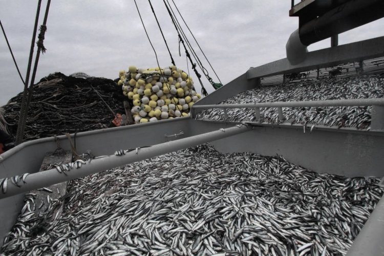 <p>Fenómeno climático afecta la pesca industrial en Perú y frena desembarques de anchoveta en zona norte-centro del país</p>