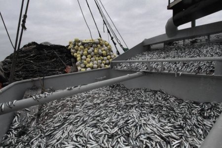 Fenómeno climático afecta la pesca industrial en Perú y frena desembarques de anchoveta en zona norte-centro del país