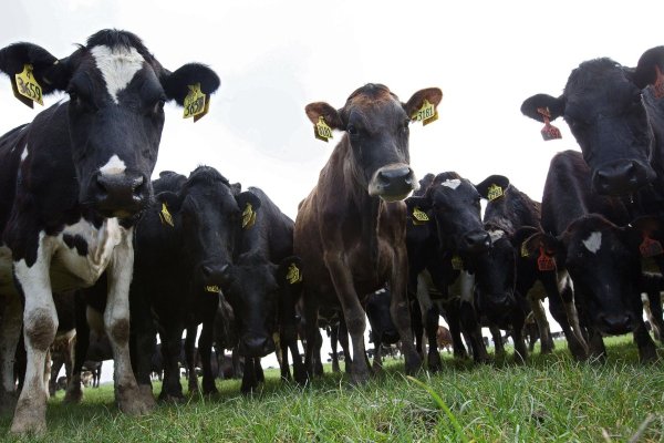 <p>Un avance accidental en una granja de Nueva Zelanda logra reducir en 90% las emisiones de gases del ganado bovino</p>