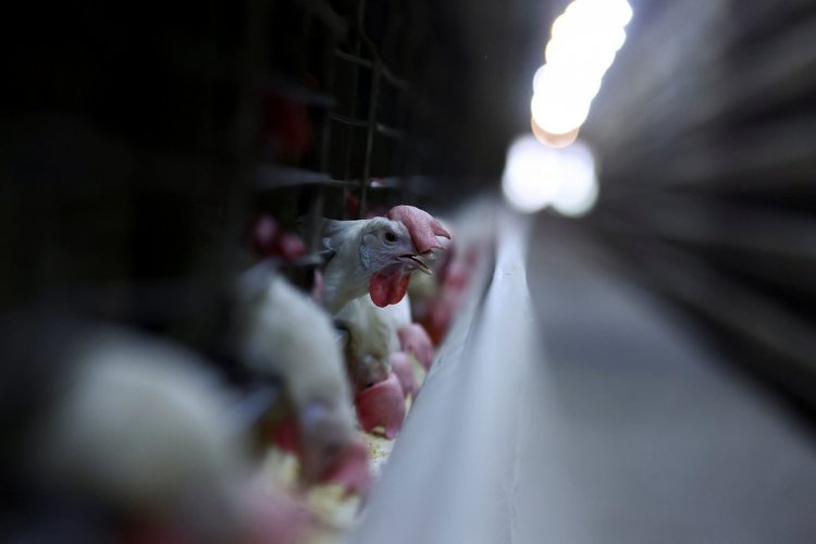 <p>Siete países levantan restricciones a Brasil por gripe aviar, entre ellos Argentina y Uruguay</p>