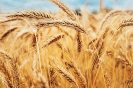 Argentina Bioceres es salpicada por un nuevo default