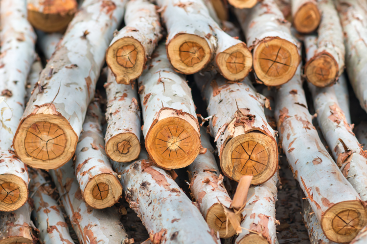 <p>Forestales y mineras brasileñas no reportan aún impacto por aranceles: ¿por qué son diferentes a otras industrias?</p>