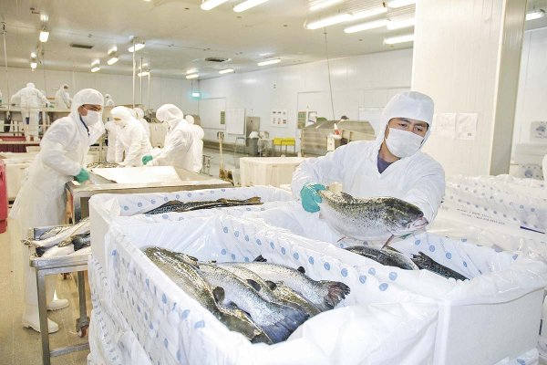 Gobierno da inicio a una mesa de trabajo “anti-robo de salmones” junto a la industria acuícola
