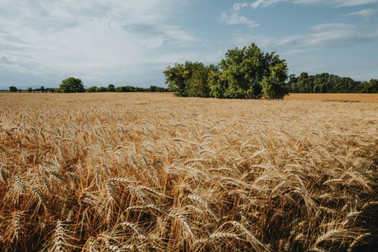 <p>El fundador de la cerealera brasileña Agribrasil vende su control a firma propiedad del fondo soberano de Omán</p>