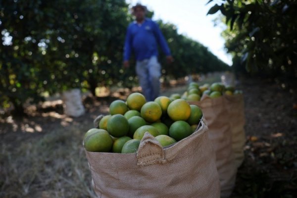 <p>Aranceles de Trump a Brasil generan alarma entre los agricultores y ganaderos</p>