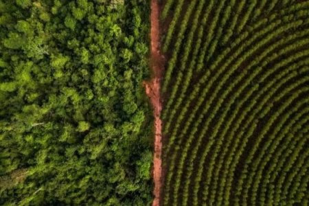 Industria brasileña de la celulosa contrata negociador para evitar alza arancelaria de Trump