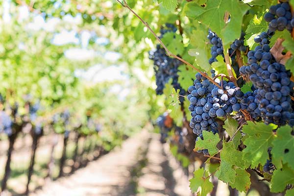 <p>Crisis mundial de los vinos de lujo, ¿podrá Chile esquivarla?</p>