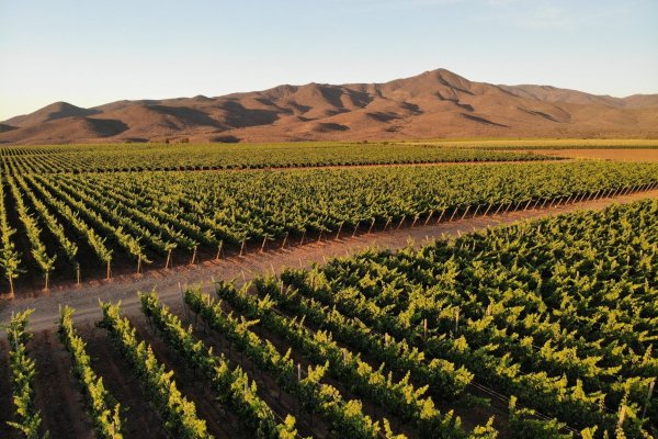 <p>Ingresos de Viña Concha y Toro subieron 3,2% en el segundo trimestre</p>