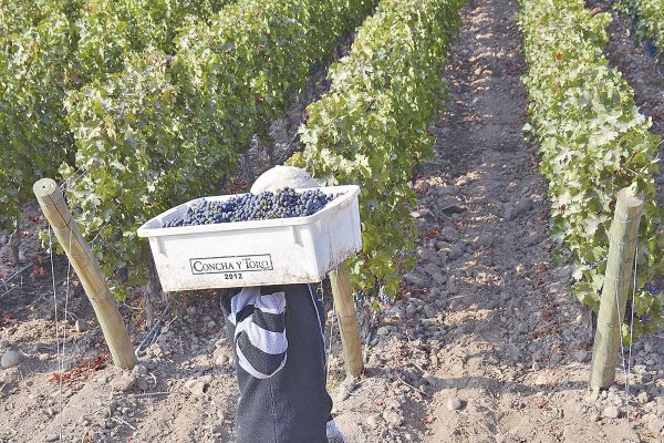 <p>Ingresos de Viña Concha y Toro subieron 3,2% en el segundo trimestre</p>