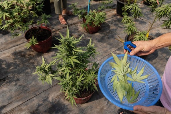 <p>Acciones de empresas ligadas a la marihuana "por las nubes" tras reportes de que Trump evalúa reclasificarla como droga menos peligrosa</p>