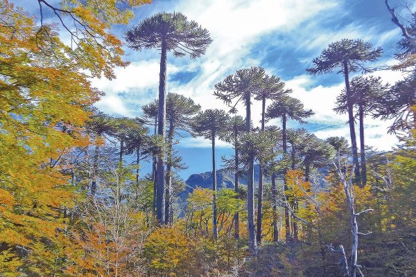 <p>El caso que enfrentó al SII y a la Dedecon por las contribuciones de una propiedad con bosque nativo</p>